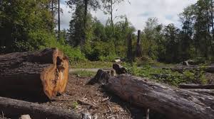 Best Arborist Consultation Services  in Evansville, WI