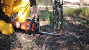 Best Stump Grinding and Removal  in Evansville, WI