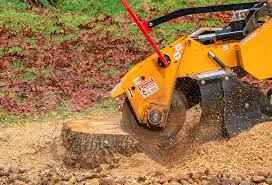 Best Storm Damage Tree Cleanup  in Evansville, WI