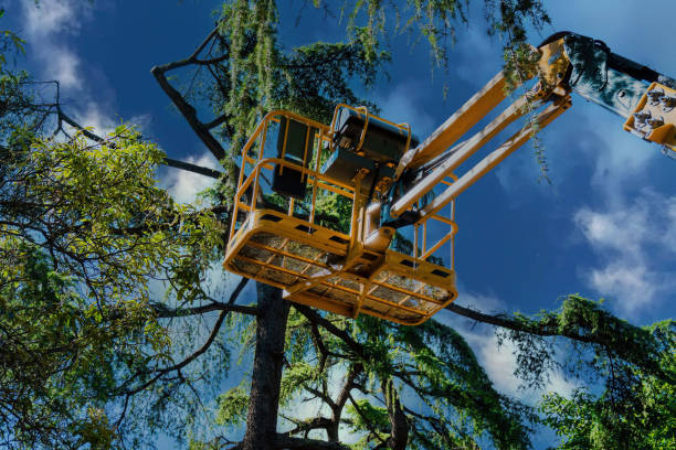 How Our Tree Care Process Works  in  Evansville, WI